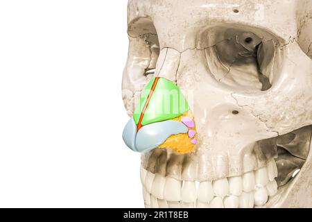 Nasenknorpel, gekennzeichnet mit Farben 3D, Darstellung isoliert auf weiß mit Kopierbereich. Menschliches Skelett und Nasenanatomie, medizinisches Diagramm, os Stockfoto