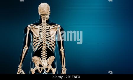 Rückansicht der Wirbelsäule oder Wirbelsäule mit Darstellung des Körpers 3D auf blauem Hintergrund mit Kopierbereich. Menschliches Skelett und Wirbelsäule oder Rückgrat anat Stockfoto