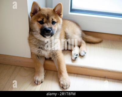 Porträt des süßen kleinen Hundes Shiba Inu, Hündchen, Nahaufnahme. Dogecoin. Rothaariges japanisches Hundelächeln. Leuchtende Farbe, Kryptowährung, elektronisches Geld. Hochwertiges Foto Stockfoto