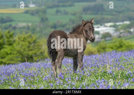 Süßes Dartmoor-Pferdefohlen auf Dartmoor im Bluebell Field Stockfoto