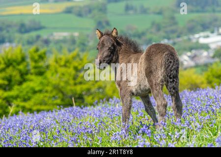 Süßes Dartmoor-Pferdefohlen auf Dartmoor im Bluebell Field Stockfoto