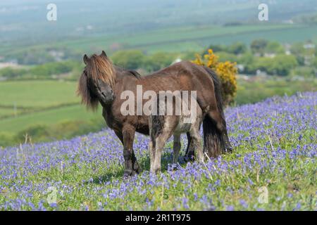 Dartmoor-Pony-Fohlen säugen an Mutter auf Dartmoor, Devon, England Stockfoto