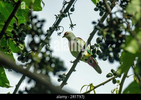 Fidschi, Insel Taveuni, Stadt Somosomo, Bobbys Farm. Weibliche mehrfarbige Fruchttaube (Ptilinopus perousii) alias Manuma. Stockfoto