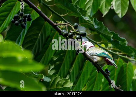 Fidschi, Insel Taveuni, Stadt Somosomo, Bobbys Farm. Männliche, vielfarbige Fruchttaube (Ptilinopus perousii) alias Manuma. Stockfoto