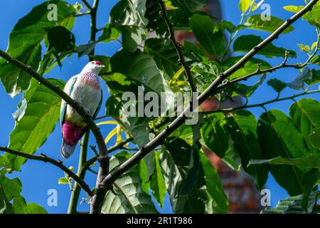 Fidschi, Insel Taveuni, Stadt Somosomo, Bobbys Farm. Männliche, vielfarbige Fruchttaube (Ptilinopus perousii) alias Manuma. Stockfoto