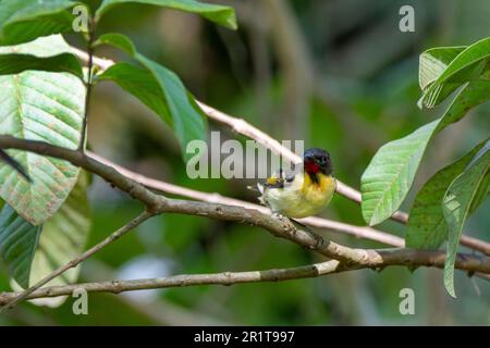 Fidschi, Insel Taveuni, Stadt Somosomo, Bobbys Farm. Orangenbrustmyzomela (Myzomela jugularis) (F) Stockfoto