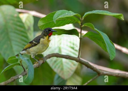 Fidschi, Insel Taveuni, Stadt Somosomo, Bobbys Farm. Orangenbrustmyzomela (Myzomela jugularis) (F) Stockfoto