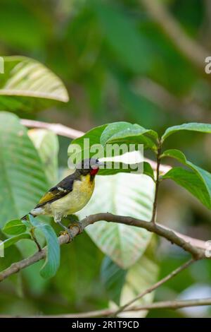 Fidschi, Insel Taveuni, Stadt Somosomo, Bobbys Farm. Orangenbrustmyzomela (Myzomela jugularis) (F) Stockfoto