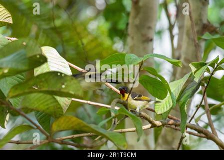 Fidschi, Insel Taveuni, Stadt Somosomo, Bobbys Farm. Orangenbrustmyzomela (Myzomela jugularis) (F) Stockfoto