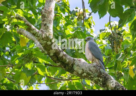 Fidschi, Insel Taveuni, Stadt Somosomo, Bobbys Farm. Fidschi-Goshawk (Accipitriformes Accipitridae) Stockfoto