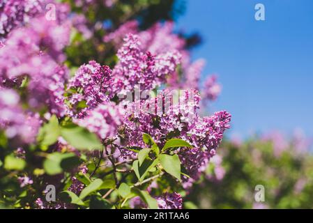 Flieder blühen im Frühling auf einem Baum. Stockfoto