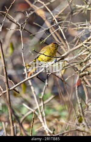 Ein westlicher gelber Schwanz, der auf einem Ast sitzt Stockfoto