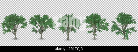 Sätze von 3D-Rendering-Eichenbäumen mit transparentem Hintergrund. Stockfoto