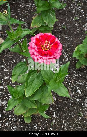 Wunderschöne und elegante rot-rosa Zinnia-Blumen mit grünen Blättern blühen im Frühling Stockfoto