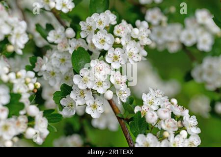 Blühender Weißdorn, Crataegus, im Frühling Stockfoto