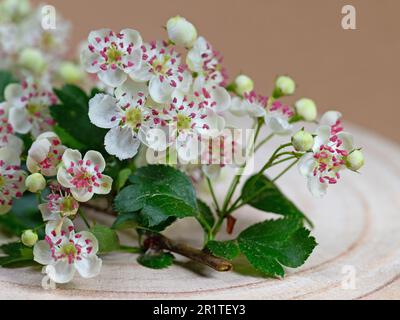 Blühender Hawthorn, Crataegus, in einer Nahaufnahme Stockfoto