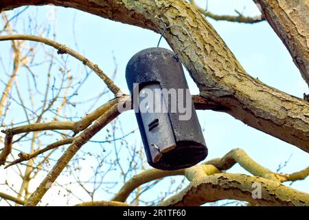 Nahaufnahme einer Fledermaus-Box, einem künstlichen Roost für Fledermäuse, die in einer Waldlandschaft am Ast eines Baumes hängt. Stockfoto