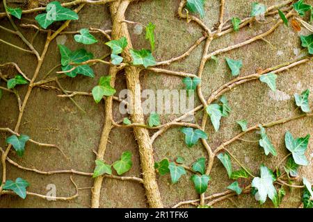 Ivy (hedera Helix), Nahaufnahme der verzweigten Stämme des Strauchs, der am Stamm einer großen, reifen Buche befestigt ist. Stockfoto