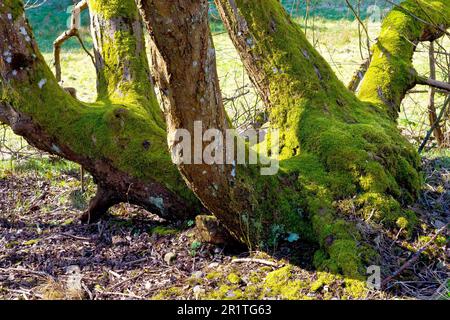 Nahaufnahme von moosbedeckten Baumstämmen, die alle von der Basis eines einzelnen umgestürzten Baumes wachsen und die Widerstandsfähigkeit und Kraft der Erholung der Natur zeigen. Stockfoto