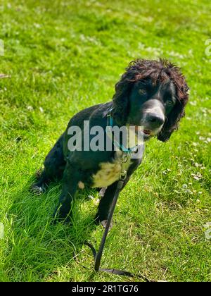 Schwarz-weißer englischer Cocker Spaniel-Hund Stockfoto