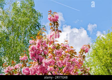 Zweig mit rosa Blüten eines japanischen Kirschbaums im Sonnenlicht. Stockfoto