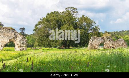 Der alte Eibenbaum auf dem Gelände der zerstörten Waverley Abbey in der Nähe von Farnham, Surrey. Stockfoto