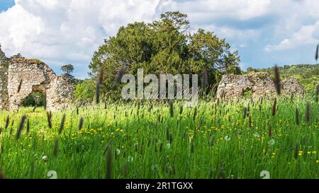 Der alte Eibenbaum auf dem Gelände der zerstörten Waverley Abbey in der Nähe von Farnham, Surrey. Stockfoto