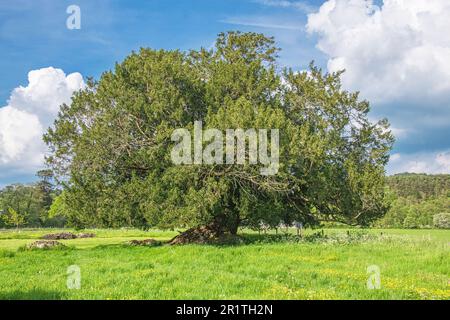 Der „2022. Baum des Jahres“. Der alte Eibenbaum auf dem Gelände der zerstörten Waverley Abbey in der Nähe von Farnham, Surrey. Stockfoto