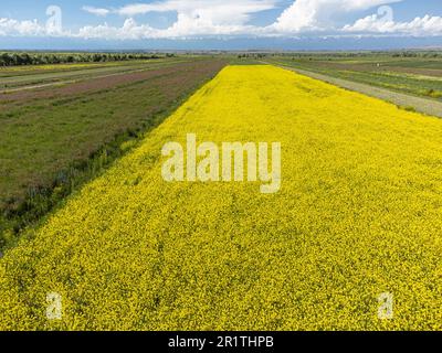 Blick aus einem hohen Winkel auf ein Raps- oder Raps- Feld auf den Ebenen Kirgisistans. Stockfoto