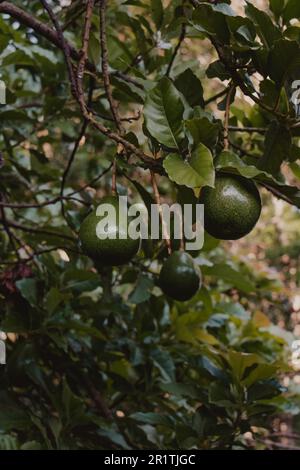 Ernte vom Avocadobaum Stockfoto