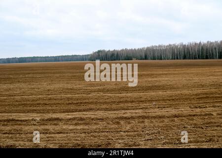 Landschaftsfelder, Felder mit Beeten, Furchen zum Pflügen mit Feldfrüchten vor dem Hintergrund des Waldes und des blauen Himmels. Stockfoto