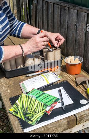 Eine Frau sät Samen von Kletterbohnen „Cobra“, Phaseolus vulgaris, in alte Pappkartonrollen aus, die im Gewächshaus bereit sind. Stockfoto