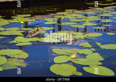 Das kleine Entenentlein schwimmt entlang des Wassers entlang der grünen, wunderschönen Seerosen mit grünen Blättern am Ufer des Flusses, dem See in Stockfoto