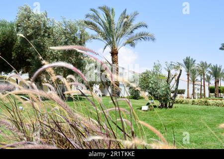 Wunderschönes Gras mit violetten Stachelschnitten, durch das Palmen mit Blättern in einem tropischen Resort vor blauem Himmel und grünes Gras in der Sonne zu sehen sind Stockfoto