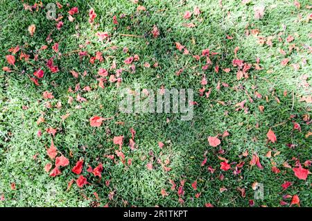 Die Textur der Grünen frisch gemähten getrimmt fließenden, natürlichen helles Gras, Englischer Rasen Felder und verstreut Blütenblätter von roten Blumen. Der Hintergrund. Stockfoto
