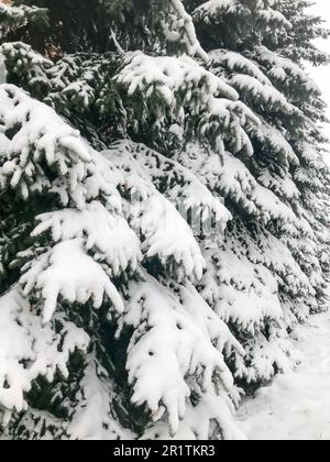 Winterstruktur mit Weihnachtsbäumen mit festlichen Zweigen bedeckt mit einer dicken Schicht weißem, kaltglänzendem, flauschigem Schnee, der wie ein Zaun in einer Reihe steht Stockfoto