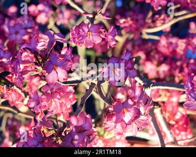 Die Textur der lila Hibiskusblüten mit Zweigen und im Dunkeln leuchtenden Blütenblättern. Stockfoto