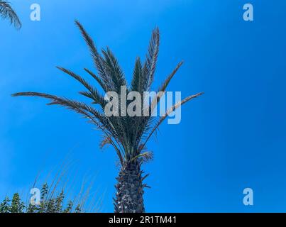 Palme vor einem blauen hellen Himmel. Eine grüne Pflanze mit großen, verwinkelten Blättern, die Schatten in einem heißen Land bieten. Tropische Pflanze. Natürliche Schönheit. Stockfoto