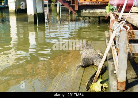 Eidechse, die neben einem Fluss liegt und das Wasser auf einem schwimmenden Markt in Thailand betrachtet Stockfoto