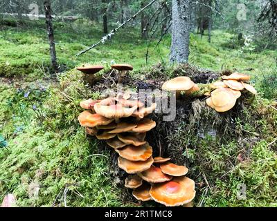 Verschiedene holzige köstliche Pilze auf dem Baumstamm eines mit natürlichem grünem Moos und Gras mit Blättern im Wald bedeckten Baumstamms. Stockfoto