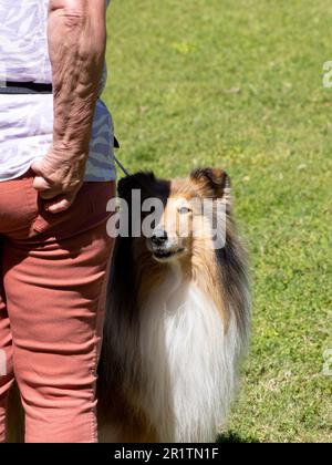 Der raue Collie-reinrassige Hund neben seinem Besitzer Stockfoto
