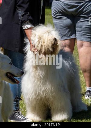 Bobtail reinrassiger Hund, der von seinem Besitzer gehalten wird Stockfoto