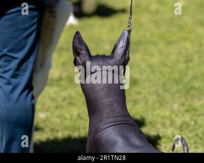 Xoloitzcuintle o xolo, mexikanischer, haarloser Hund, der vom Besitzer an der Leine gehalten wird Stockfoto