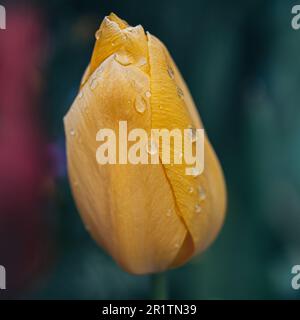 Tulipan Stockfoto
