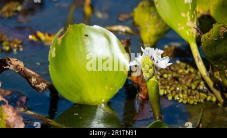 Wasserhyazinthen, Wasserpflanzen aus sumpfigen Umgebungen. Stockfoto