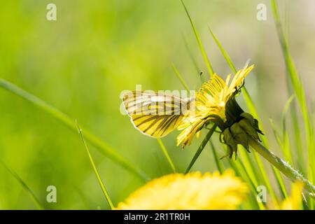 Grün-venöser weißer Schmetterling frisst sich an der Kante eines Löwenzahns Stockfoto