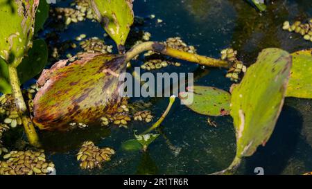 Wasserhyazinthen, Wasserpflanzen aus sumpfigen Umgebungen. Stockfoto