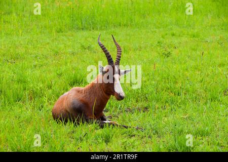 Eine erwachsene Blassbok-Antilope in einem Naturschutzgebiet in Simbabwe. Quelle: Vuk Valcic/Alamy Stockfoto