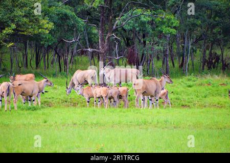 Antilopen in einem Naturschutzgebiet in Simbabwe Stockfoto