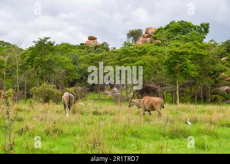 Elandantilopen in einem Naturschutzgebiet in Simbabwe. Quelle: Vuk Valcic/Alamy Stockfoto